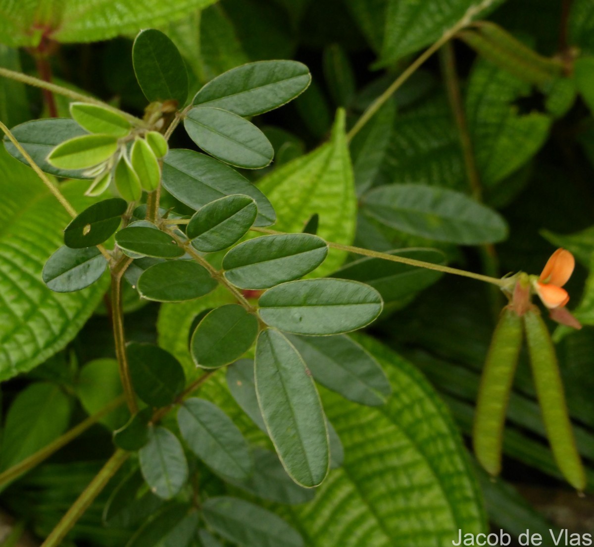 Tephrosia tinctoria (L.) Pers.